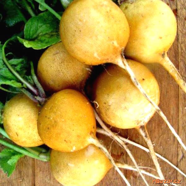 Ředkvička Zlata - semena