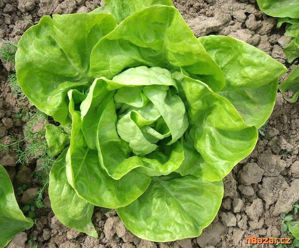 Salát hlávkový Humil - semena