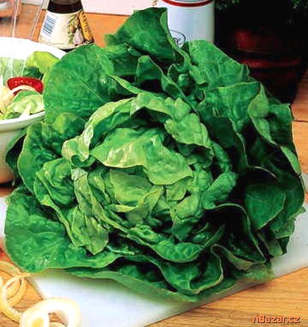 Salát hlávkový Jupiter - semena