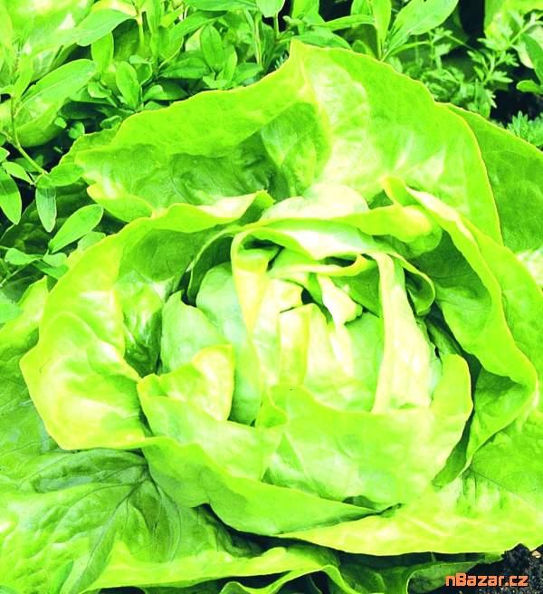 Salát hlávkový Král Máje 1 - semena