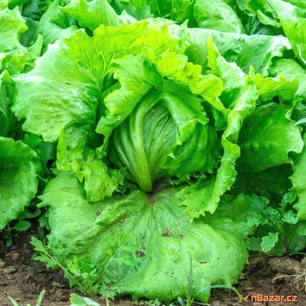 Salát hlávkový ledový Kamelot - semena