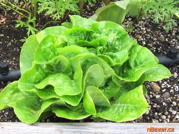Salát hlávkový Smaragd S - semena