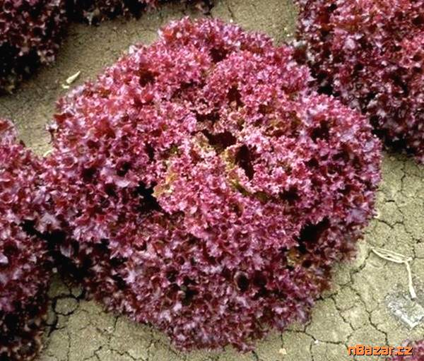 Salát listový Karminova - semena