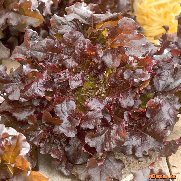 Salát listový Redin - semena