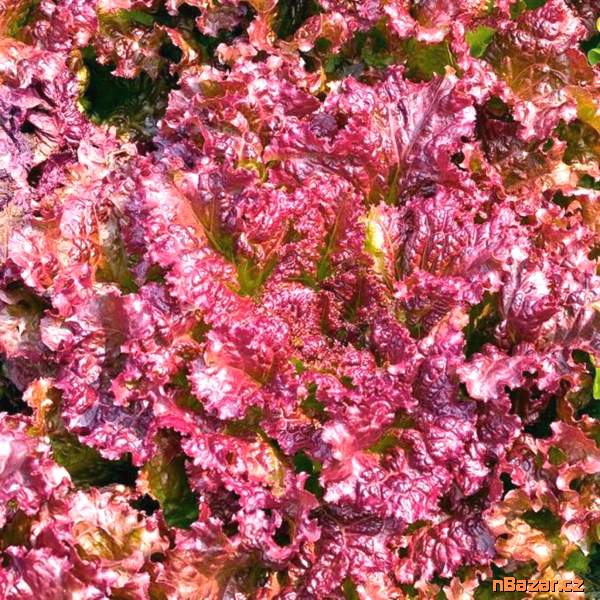 Salát listový Rosela - semena