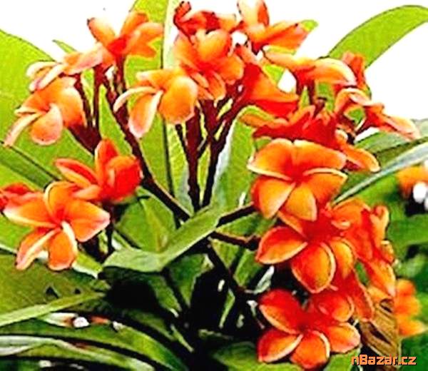Plumeria Frangipani Coral Orange - semena