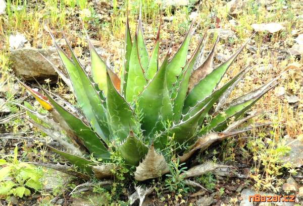 Sazenice Agave Montana