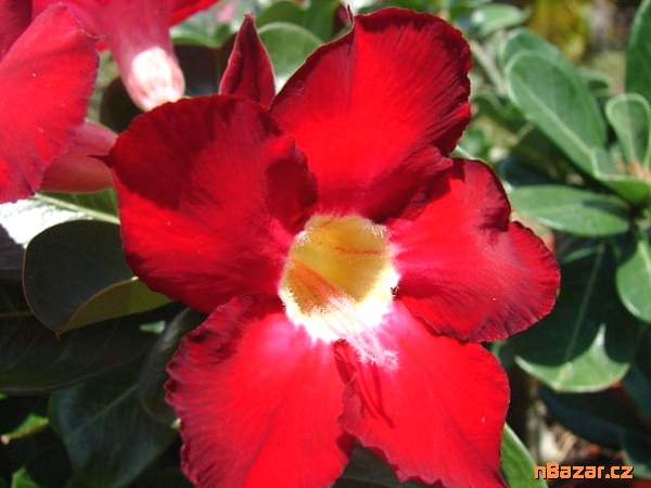 Sazenice Strelitzia reginae