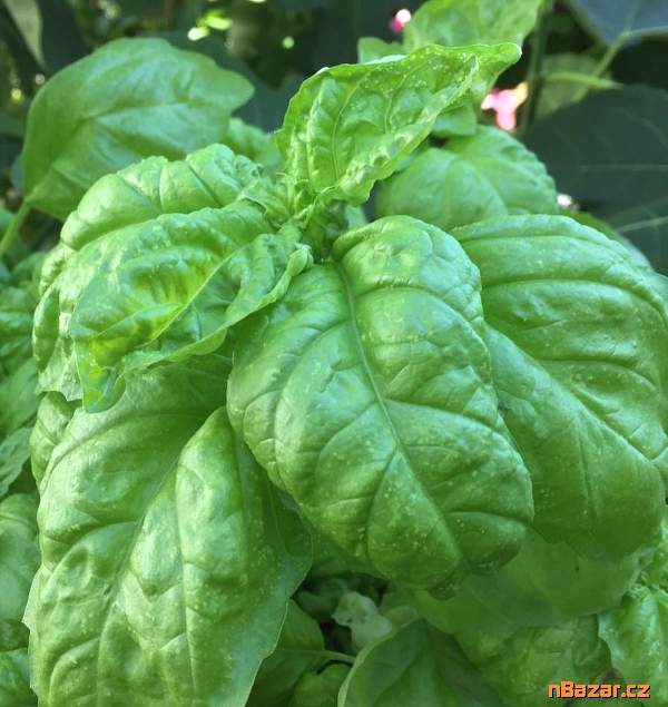 Bazalka Bolloso Napoletano - semena