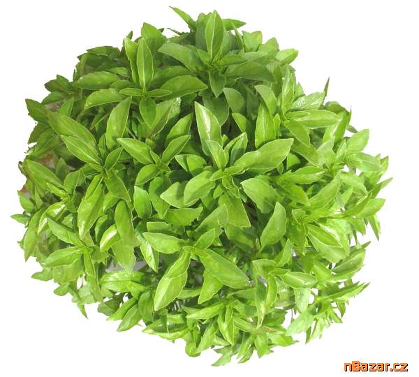 Bazalka Fino Verde - semena