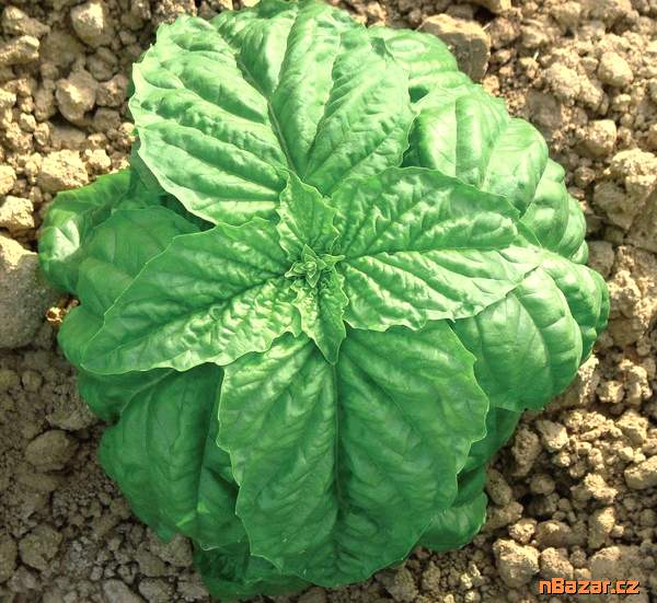 Bazalka Foglia Di Lattuga - semena