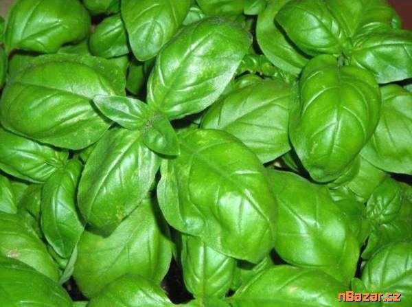 Bazalka Italiano Classico - semena