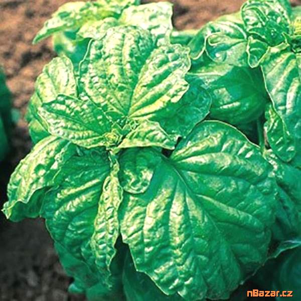 Bazalka Mammuth - semena