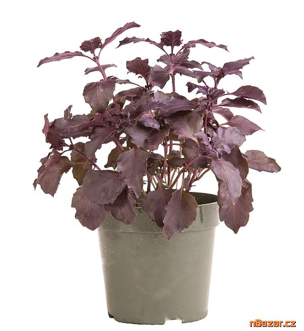 Bazalka pravá Dark Opal - semena