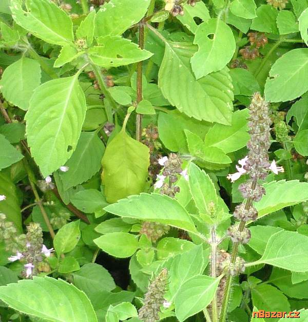 Bazalka svatá Thulsi - semena