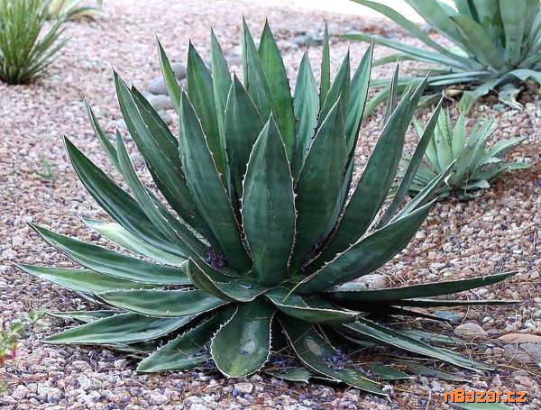 Sazenice Agave garciae-mendozae