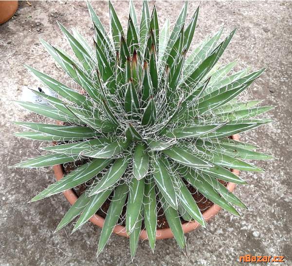 Sazenice Agave schidigera