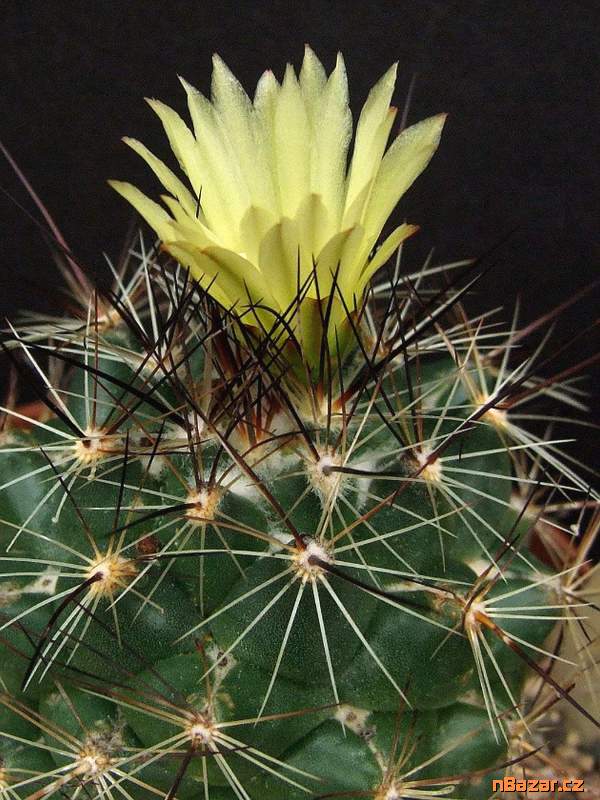 Kaktus Coryphantha gladispina DJF 757.45 - semena