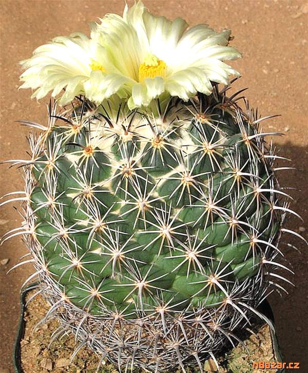 Kaktus Coryphantha pycnacantha - semena Kaktus Coryphantha pycnacantha - semena