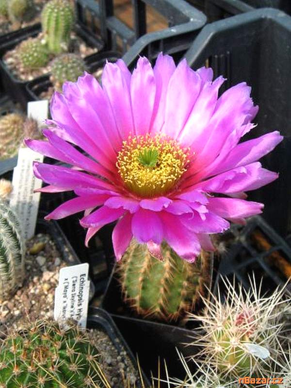 Kaktus Echinocereus baileyi SB 211 - semena