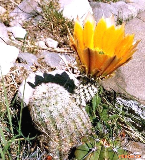 Kaktus Echinocereus dasyacanthus - semena