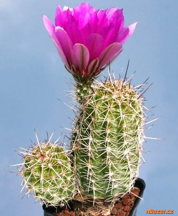 Kaktus Echinocereus engelmannii v. fasciculatus -