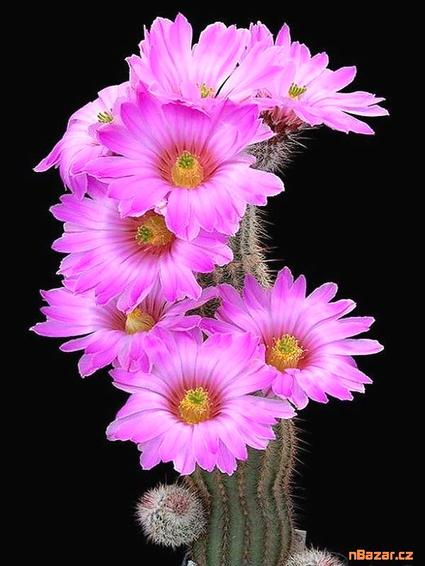 Kaktus Echinocereus fitchii DJF 1035 - semena