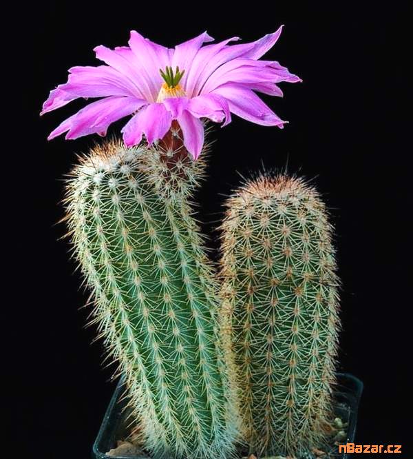 Kaktus Echinocereus sciurus v. floresii L 71 - se Kaktus Echinocereus sciurus v. floresii L 71 - se