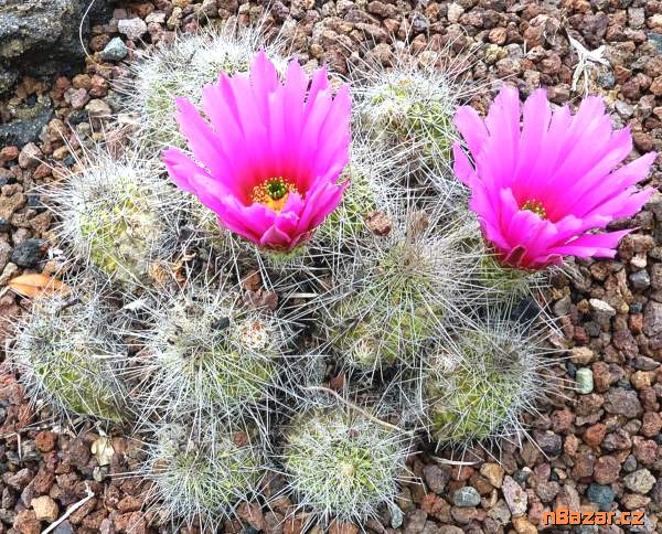 Kaktus Echinocereus stramineus San Martin - semen