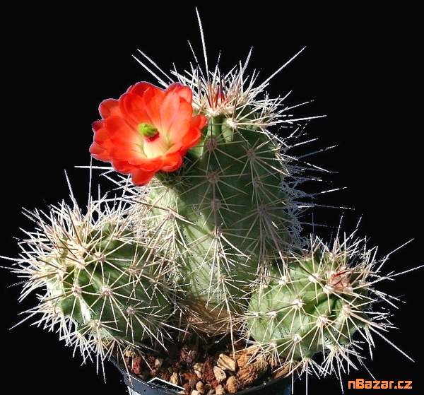 Kaktus Echinocereus triglochidiatus - semena