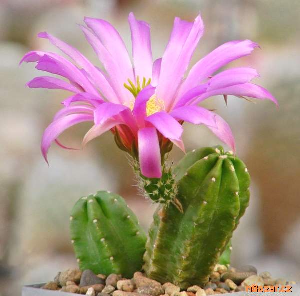 Kaktus Echinocereus viereckii var. morricalii - s Kaktus Echinocereus viereckii var. morricalii - s