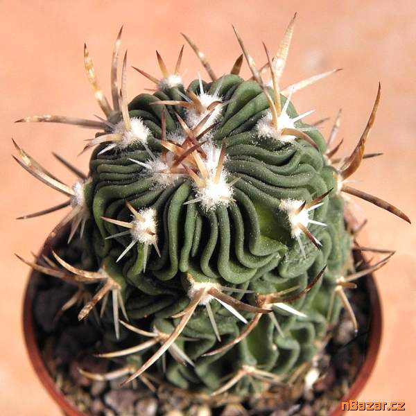 Kaktus Echinofossulocactus dicharoacanthus - seme