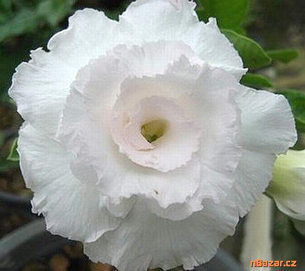 Kaktus Astrophytum myriostigma var. Quadricostatu Kaktus Astrophytum myriostigma var. Quadricostatu