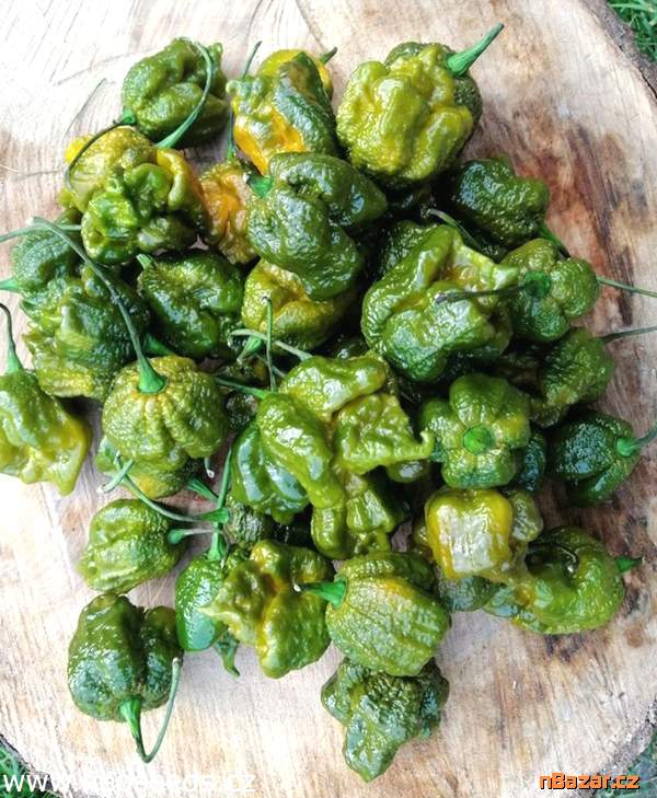 Chilli Big Mustard Mama - semena