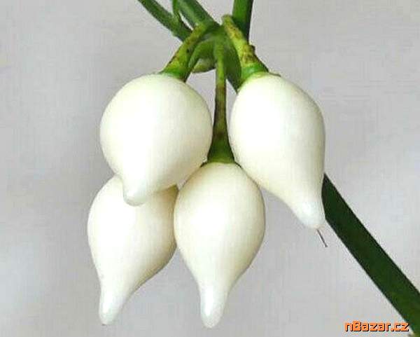 Chilli Biquinho white - Chupetinho white - semena Chilli Biquinho white - Chupetinho white - semena