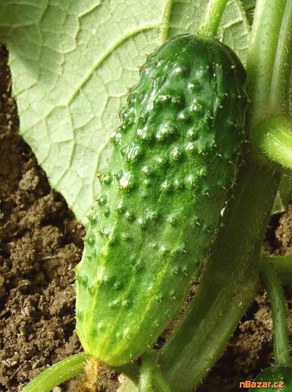 Okurka nakládačka Arko F1 - semena