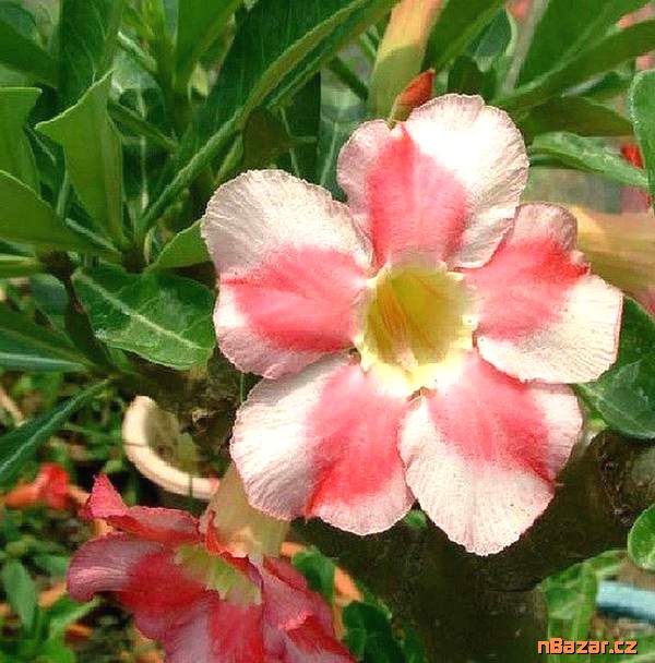 Adenium Obesum Adenium Obesum