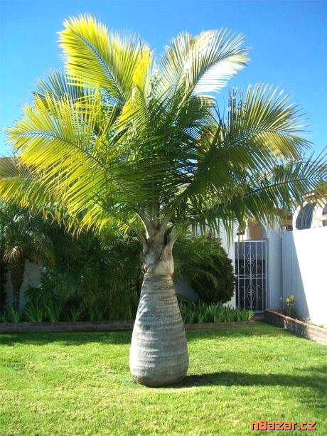 Sazenice Ravenea rivularis Sazenice Ravenea rivularis