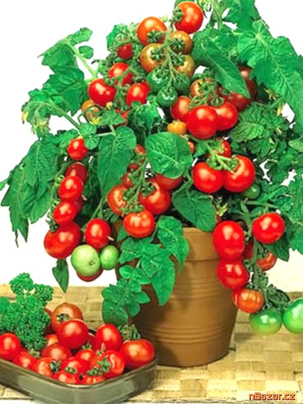 Rajče truhlíkové Vilma - semena Rajče truhlíkové Vilma - semena