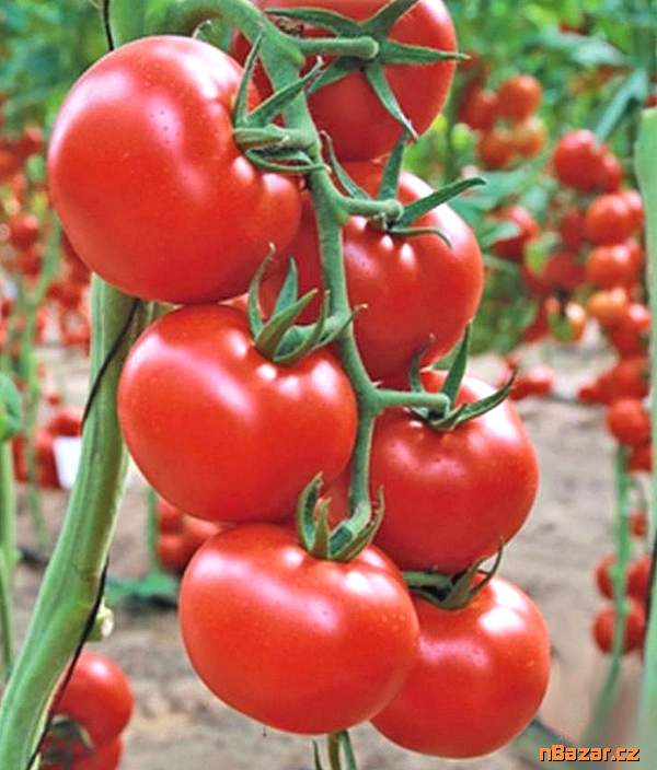 Rajče Uragan F1 - semena Rajče Uragan F1 - semena