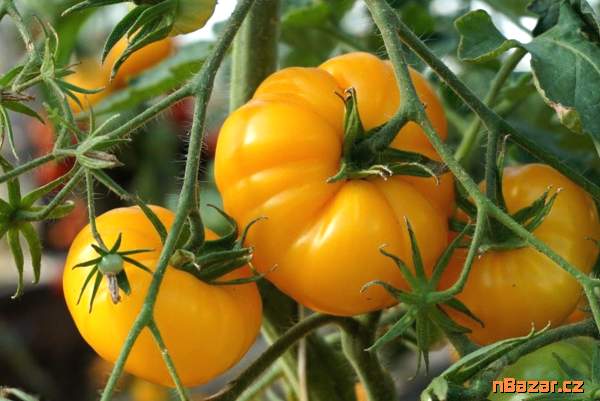 Rajče Yellowstone - semena Rajče Yellowstone - semena