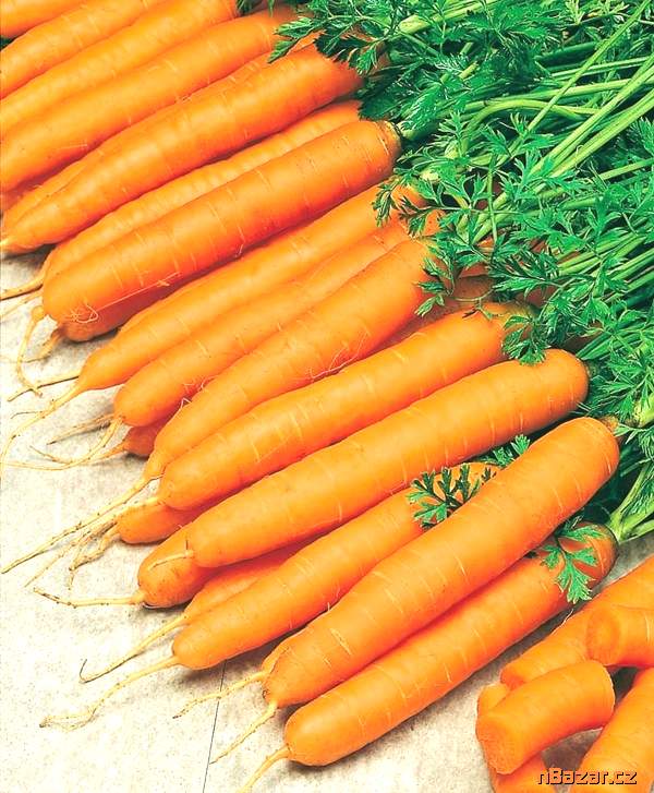 Mrkev Amsterdam 3 - semena Mrkev Amsterdam 3 - semena