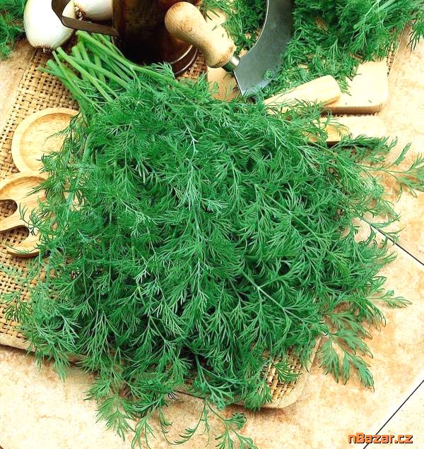 Kopr vonný Kronos - semena Kopr vonný Kronos - semena