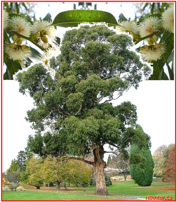 Eucalyptus globulus - Blahovičník kulatoplodý-sem