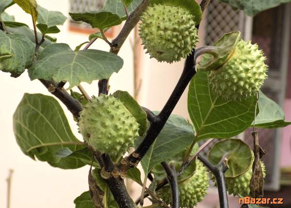 Datura Stramonium - Durman obecný - semena