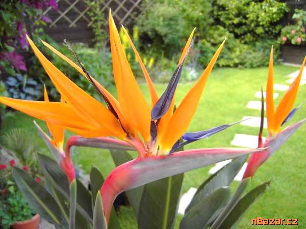 naklíčená semena Strelitzia Reginae