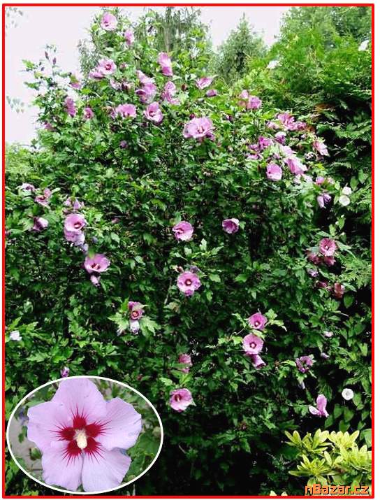 Hibiscus Syriacus L - Ibišek syrský fialový - sem