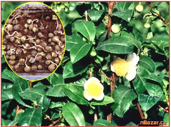 Sazenice Čajovník čínský