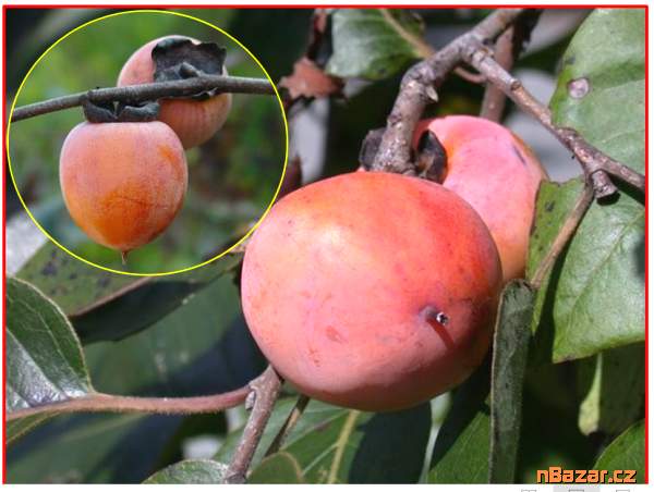 sazenice Diospyros Virginiana