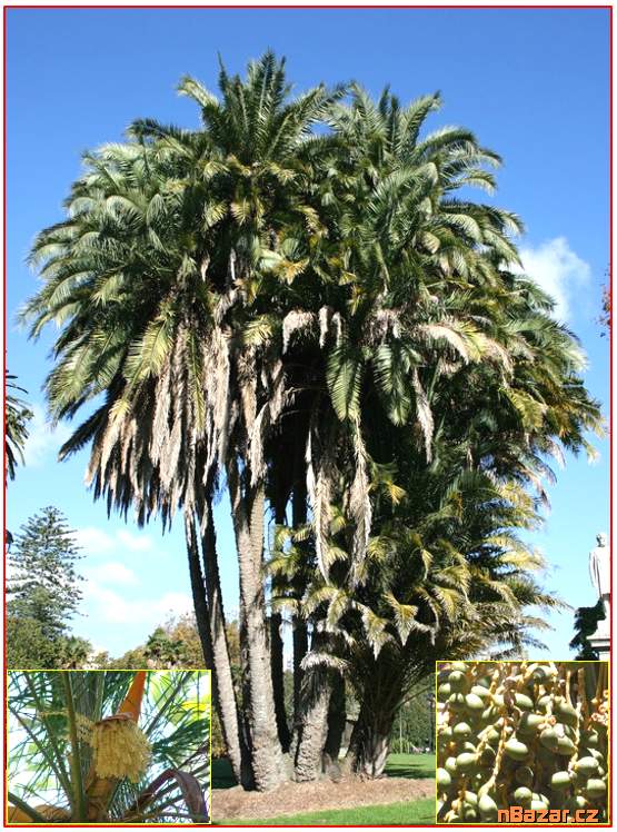 sazenice Palma Phoenix reclinata
